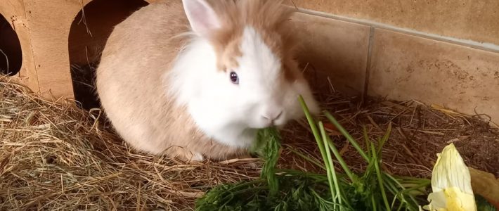 Tanja – Fundkaninchen aus Hailer