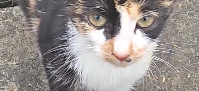 Die drei vom Bauwagen – 3 Kätzchen wunderschön