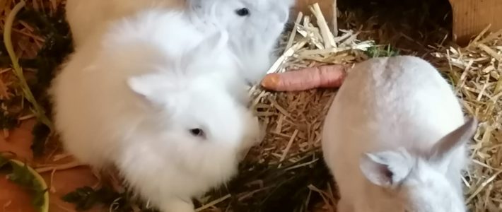 Kaninchenliebe hoch drei – drei süße Häsinnen suchen dich