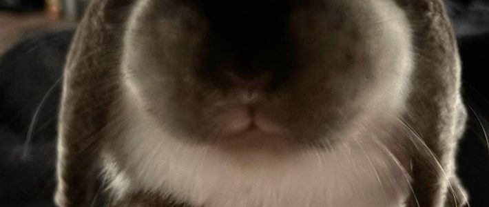 Bella – Fundkaninchen im Taunus