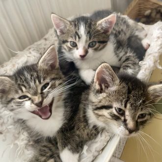 3 Katerchen halten zusammen