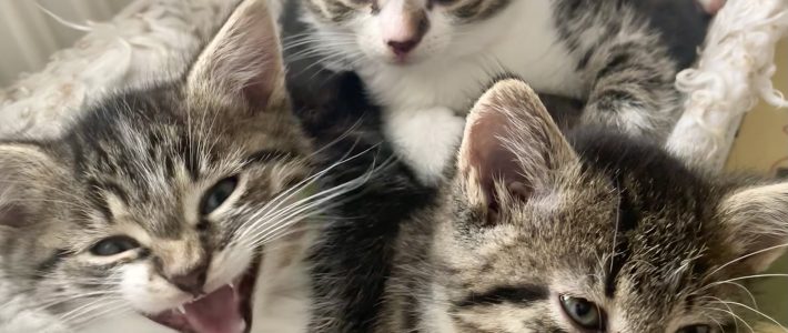 3 kleine Fundkater Hirschbornteiche