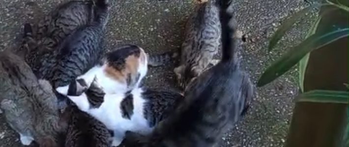 Katzenbande in Elm sucht neue Besitzer