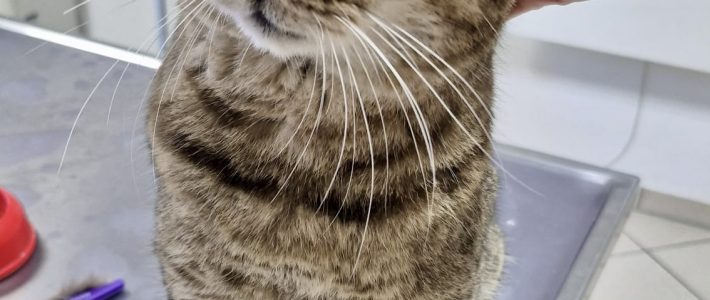 Unkastrierter Kater in Somborn zugelaufen Unkastrierter Kater in Somborn zugelaufen