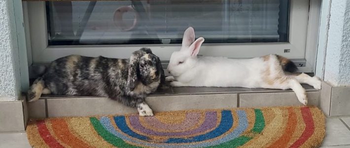 Süßes Kaninchenpaar sucht …