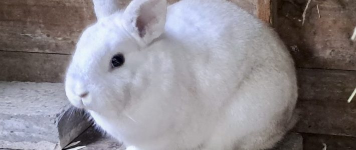 Alister und Teddy suchen ihr Mädel für’s Leben