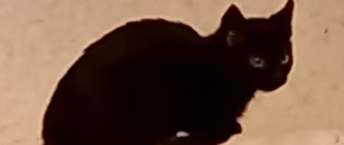 3 Katzenkinder mit Freigänger-Drang 3 Katzenkinder mit Freigänger-Drang