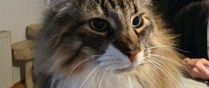 Waldkatze Necky sucht ein neues Zuhause