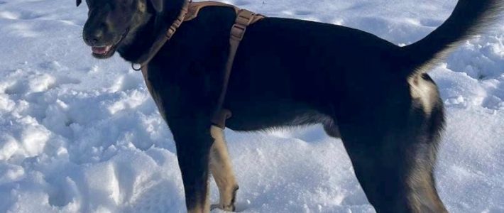 Aya, 12 Monate, sucht sportliches Zuhause