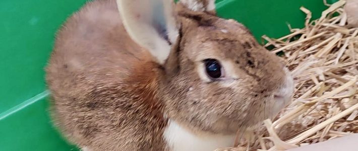 Kaninchen Muffin sucht eine Freundin