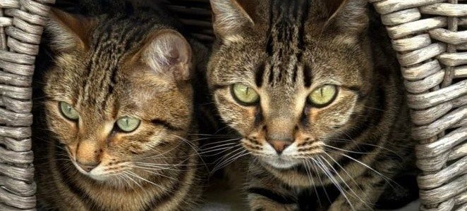 Bengalen-Mix-Ladies Tiger und Flecky, 6 Jahre Bengalen-Mix-Ladies Tiger und Flecky, 6 Jahre