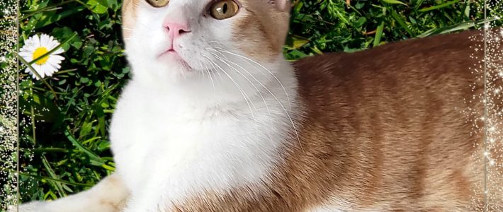 Alejo, 2 jähriger Spanier, temperamentvoll, junger Kater sucht Zuhause mit Freigang Alejo, 2 jähriger Spanier, temperamentvoll, junger Kater sucht Zuhause mit Freigang