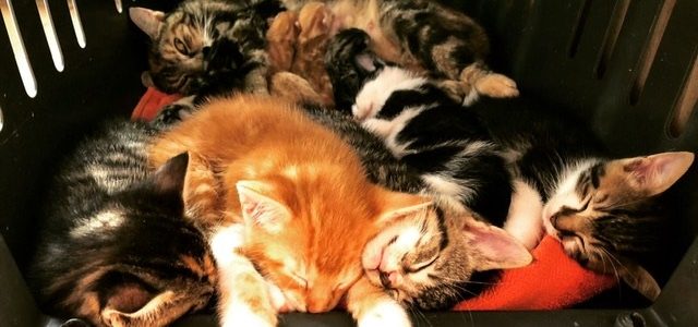 Junge Katzen von 9 – 15 Wochen Junge Katzen von 9 – 15 Wochen