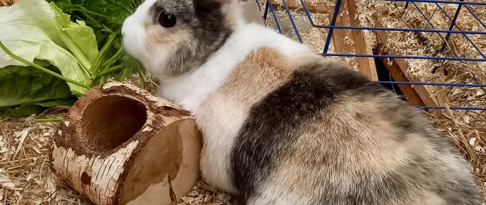 Romeo und Julia – und sie haben sich doch gefunden Romeo und Julia – und sie haben sich doch gefunden
